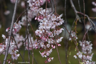 D75_0615b.jpg