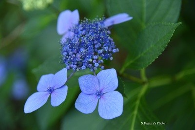 D75_4562b.jpg