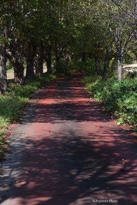 D75_8725b.jpg